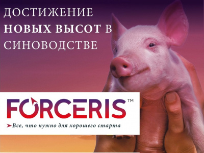 Форцерис
